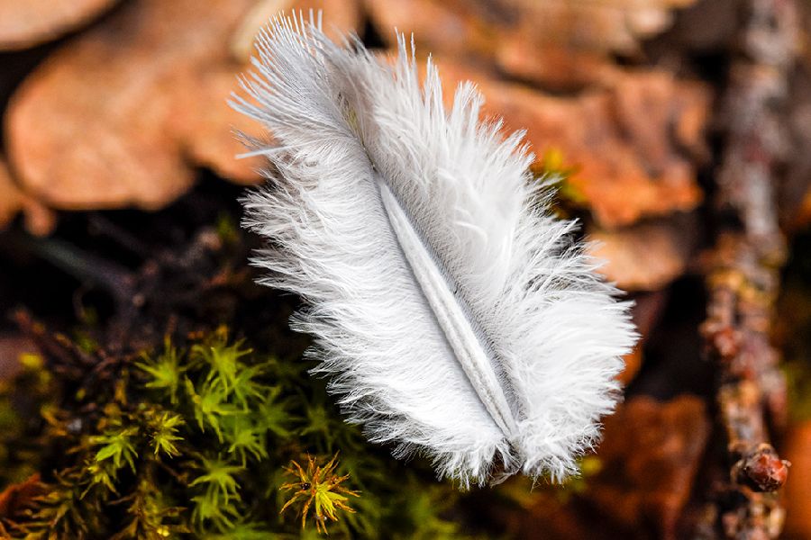 Plume d'oiseau dans la nature