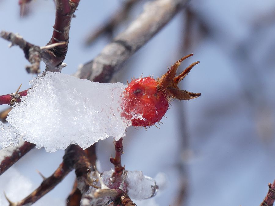 L'appel du printemps